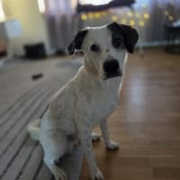 Benny sucht dringend ein Zuhause, Hund zur Adoption