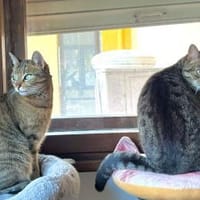 Honey & Amica möchten zusammen bleiben, Katze zur Adoption