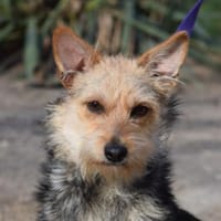 Lucia - lieb & verschmust, Hündin zur Adoption