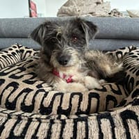 Fritzi auf Pflege in Wiesbaden sucht, Hündin zur Adoption