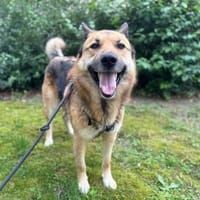 BENJI aus Sibirien auf PS in Berlin, Hund zur Adoption