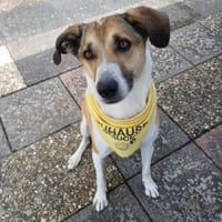 Beautiful Lisa sucht ihre Menschen, Hündin zur Adoption