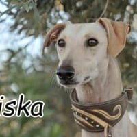 Darf Kiska deine Heldin sein?, Hündin zur Adoption