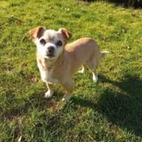 Lizy 20 cm (Pflegestelle), Hündin zur Adoption