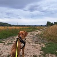 ARTHOS - gierig nach Aufmerksamkeit, Hund zur Adoption