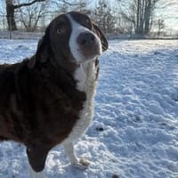 Grete sucht ihre Menschen, Hündin zur Adoption