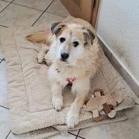 Luca sucht seine ❤ Menschen, Hund zur Adoption