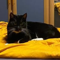 Mili und Tamy, Kater zur Adoption