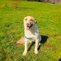 Zita eine tolle Familienhündin, Hündin zur Adoption