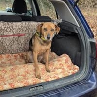 Amilcare -  wartet in 84056 Rottenburg, Hund zur Adoption