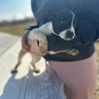 Xenia, süß, süsser - mehr geht nicht, Hündin zur Adoption