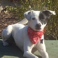 Verschmuster Domino sucht seine Menschen, Hund zur Adoption