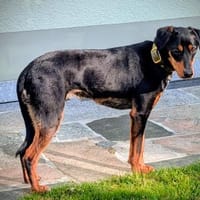 Freundlicher, sanfter Freddy sucht ...., Hund zur Adoption