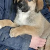 Nadja 30 cm (Feb 26) Pflegestelle, Hündin zur Adoption