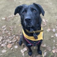 Bonnie sucht ein liebes Heim, Hündin zur Adoption