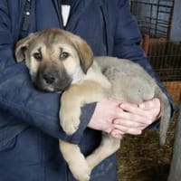 Nele 30 cm (Feb 26) Pflegestelle, Hündin zur Adoption