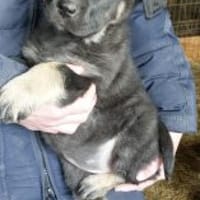 Nella 30 cm (Feb 26) Pflegestelle, Hündin zur Adoption