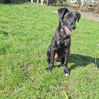 Schmusebacke Vader sucht Kuschelmensch, Hund zur Adoption