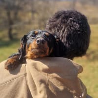 Priya-Anhänglicher Wirbelwind sucht Dich, Hündin zur Adoption