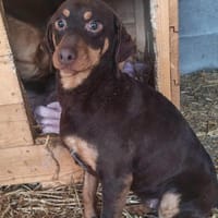 Frieda, bezaubernde, bildschöne Hündin, Hündin zur Adoption