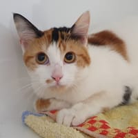 MISSISSIPI CHA, chatte à adopter