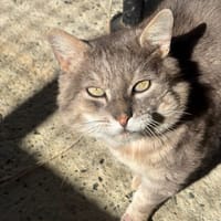 Tomy, chat à adopter