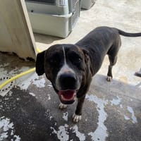 DOUCINE, chienne à adopter