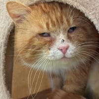 César, chat à adopter