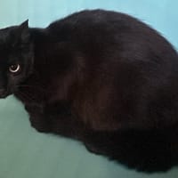 MERLIN, chat à adopter