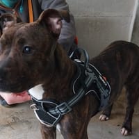 HISTA VAA, chienne à adopter