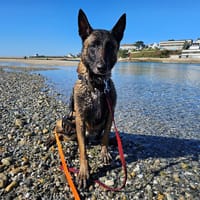 Owidow, chien à adopter