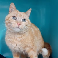 Epops, chat à adopter