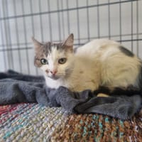 TOKYO, chatte à adopter