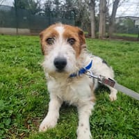 SOQUETTE, chienne à adopter