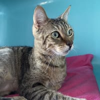 MOKKA, chat à adopter