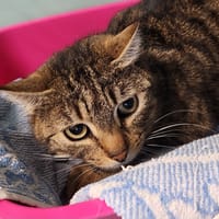 AFAITU QCT, chat à adopter