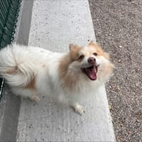 INOX, chien à adopter