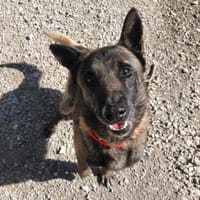 Groot, chien à adopter