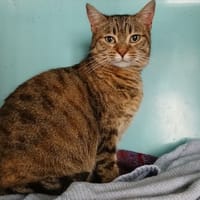 Anguille, chatte à adopter