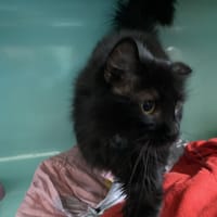 MAYA, chatte à adopter