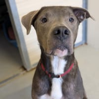 TYSON, chien à adopter