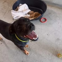 Roméo (Loulou), chien à adopter