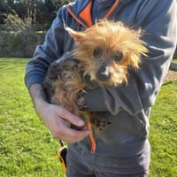 LORLEI, chienne à adopter