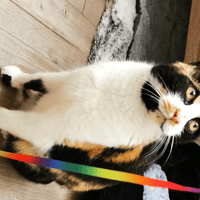 LOLI, chatte à adopter