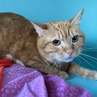 CALIN, chat à adopter