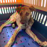 GUMY, chien à adopter