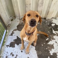 DJO, chien à adopter