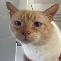 Charli (réservé), chat à adopter