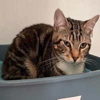 PTIT BOUT, chat à adopter