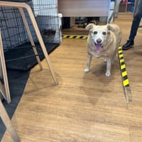 FIONA, chienne à adopter